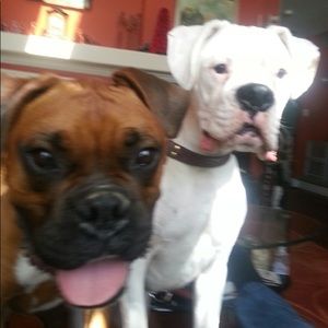 Meet your Posher, Algirda